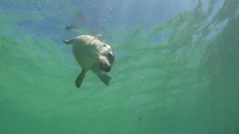 Australian Sea lion playing in shallow water 