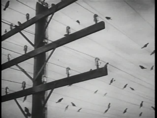 Birds sitting on telephone pole