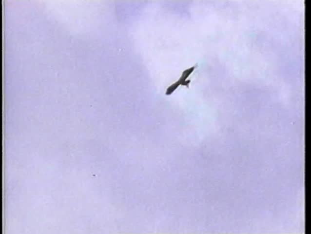 Vulture flying and landing in tree