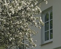 White blossoming apple fruit tree branches moving in wind at windows of house. 