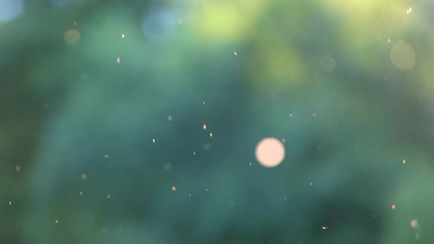 Pollen flying in air over green trees background. Charming beautiful green nature background. Royalty-Free Stock Footage #18479152