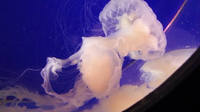 Jellyfish in the aquarium.