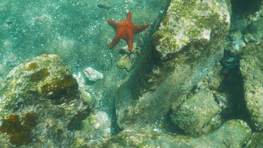 underwater view of an orange starfish at isla bartolome in the galapagos islands, ecuador