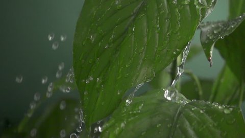 Water drops falling on green leaves
