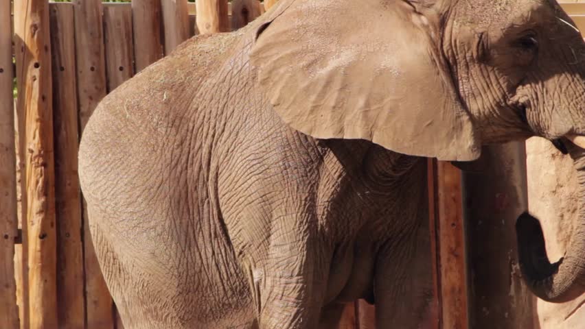 An African Elephant in captivity