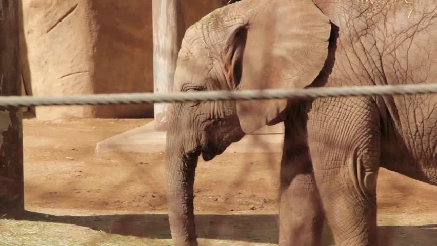 A baby elephant at the zoo