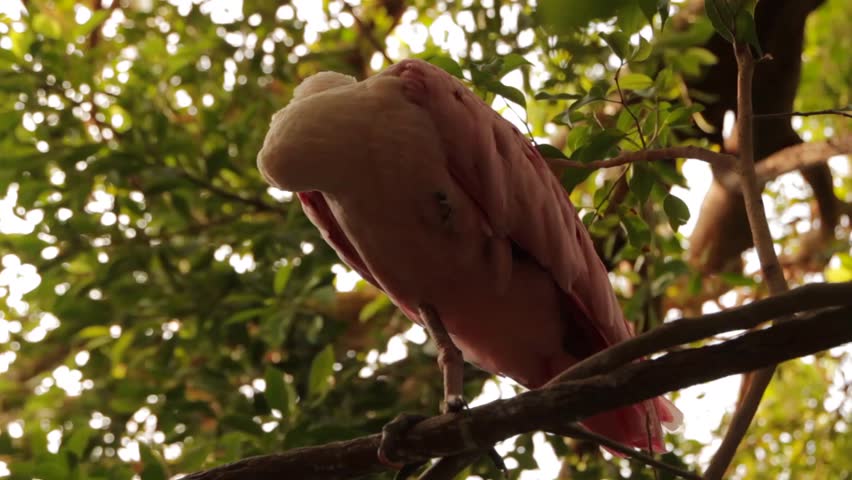A flamingo balancing on a branch