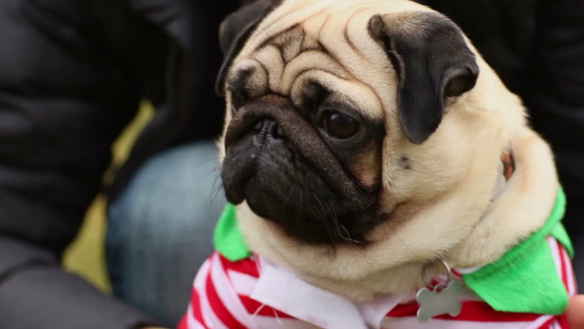 taking care of a pug