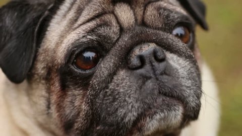 Close-up of dog's faithful eyes, wrinkly pug looking up, waiting for command