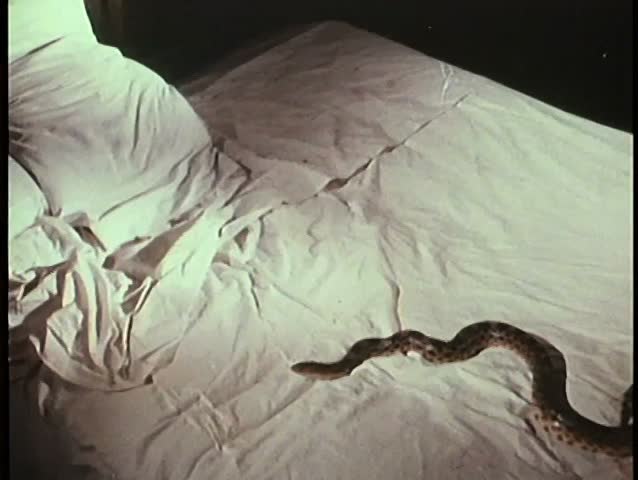 Сон кобра к чему снится. Змея заползла в кровать.