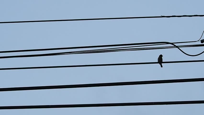 Beautiful little bird singing in evening