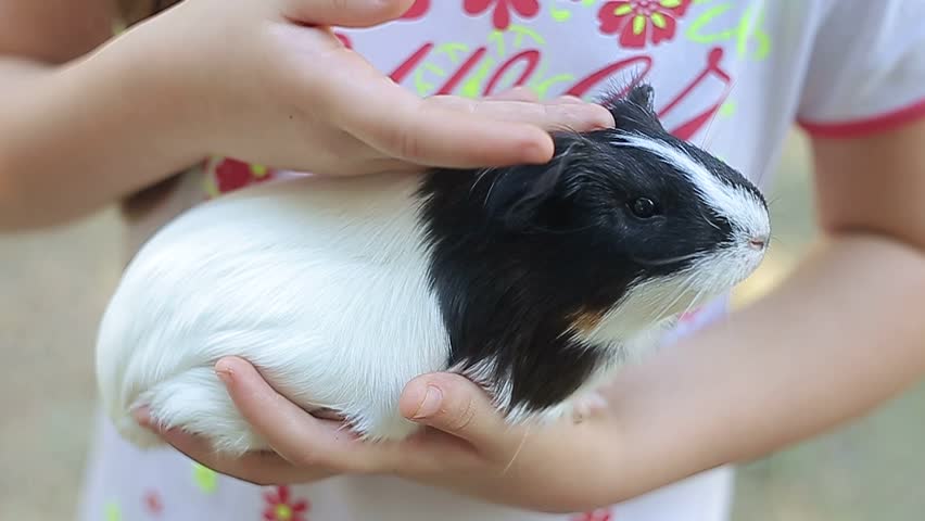 baby pig petting,Guinea pig,pet guinea pig, Little Pets, Spotted guinea pig sitting in the grass ,Spotted guinea pig eating grass,Spotted guinea pig walking through the grass