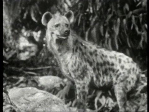 Alert hyena in jungle