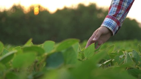 Male farmer's hands in soybean field, responsible farming and dedicated agricultural crop protection, selective focus. Slow motion