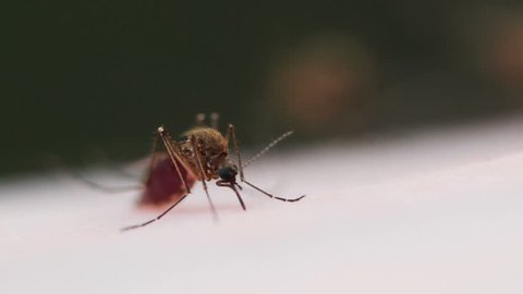 4K mosquito blood sucking on human skin (4 mosquitos )