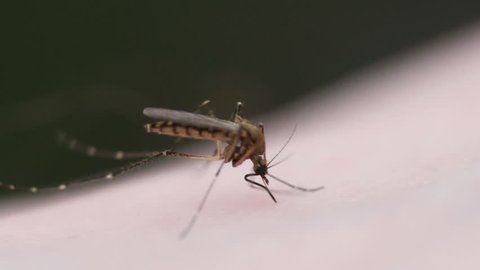 4K mosquito blood sucking on human skin