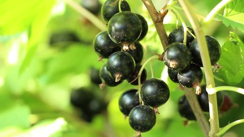 Blackcurrant cassis (  Ribes nigrum )  ripe sweet berries in the garden. Close up. The fruitful branch coated with vitaminous fruits.  Dust on berry.