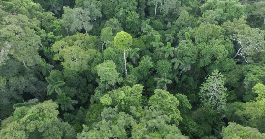 Aerial View Of Rain Forest In Peru, South America | Shutterstock HD Video #18512732