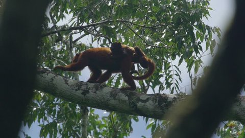 Red Howler Monkey in the rainforest