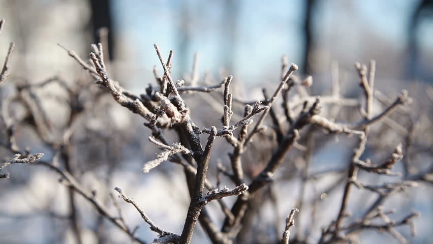 A winter ladscape of orthodox church and belltower.