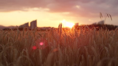 DOF CLOSE UP: Golden sunset sun shining through dry yellow wheat ear on agricultural field in vast farmland, cityscape silhouette in the background in beautiful warm summer evening