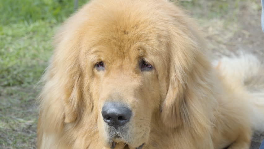 golden retriever big dogs