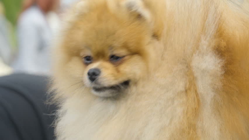 blond pomeranian