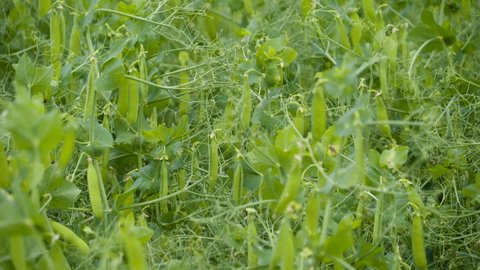 The green pea plants and pea pods on the field. The pea is most commonly the small spherical seed or the seed-pod of the pod fruit Pisum sativum.