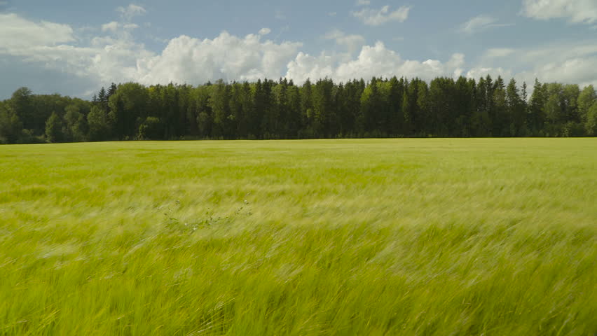 The wide and big field of the green barleys waving on the breeze of the wind under a blue sky