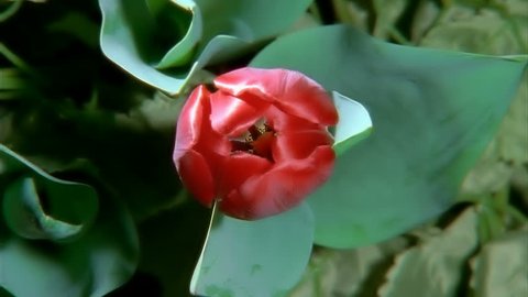 Red Tulip Flower Blooming in Time-lapse (faster) วิดีโอสต็อก
