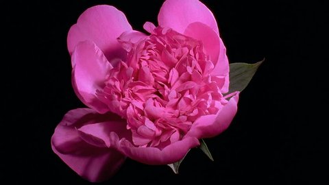 Pink peony Flower Blooming in Time-lapse Stockvideo