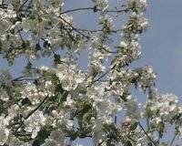 Closeup of beautiful white spring apple fruit tree blooms against the sky. 