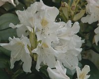 Closeup of white blooming rhododendron bush blooms and details. 