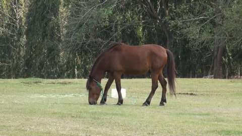 Horse eat hay farm scene