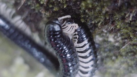 Detail of couple of Millipedes mating on the rock very slowly