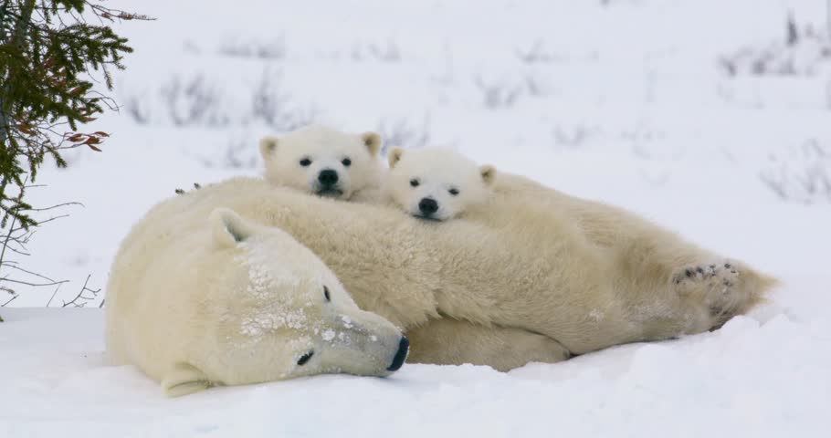 [Wide shot polar sow and cubs resting 006]Wide shot of a Polar Bear sow and two cubs resting. Both cubs look at the camera, then at each other and settle down for a nap. Royalty-Free Stock Footage #18521024