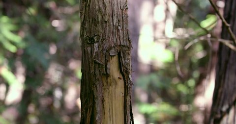 [Tilt shot tree with bark ripped off 001]A tilt shot of a tree trunk with bark ripped off by a Grizzly bear.