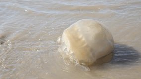 Global warming consequences with giant dead  true Jellyfish Medusozoa on the beach 4K 2160p 30fps UltraHD footage - Scyphozoa phylum Cnidaria organism in the waves 4K 3840X2160 UHD video