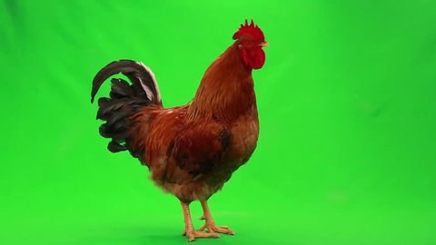 singing rooster on  green screen