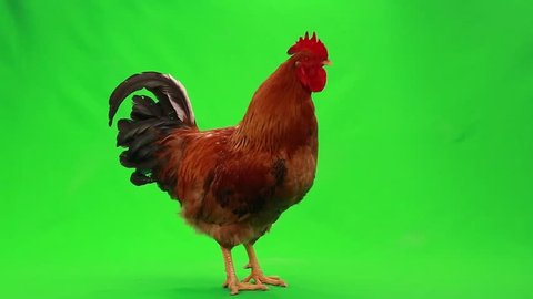 2,464 Green screen chicken Stock Video Footage - 4K and HD Video Clips ...