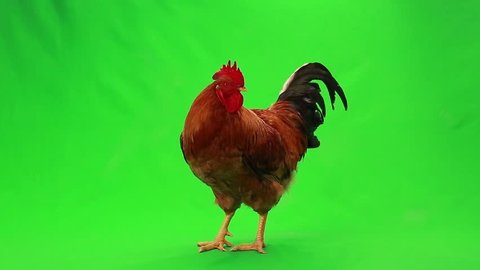 singing rooster on  green screen