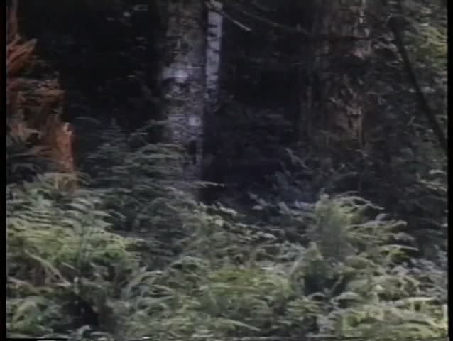Deer running through forest
