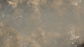 Fossilized Anthozoa Atlantic ocean marine invertebrates and polyps after low tide  2160p 30fps UltraHD footage - Porous corals sticking out of the water  4K 3840X2160 UHD video