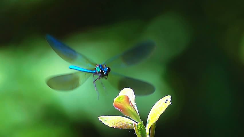Beautiful dragonfly  Royalty-Free Stock Footage #18533243