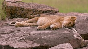 Cute Lion Cub On Rocks; Maasai Mara Kenya
