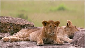 2 Lion Cubs On Rocks; Maasai Mara Kenya