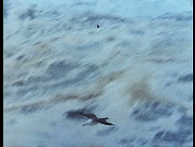Seagull flying low above water