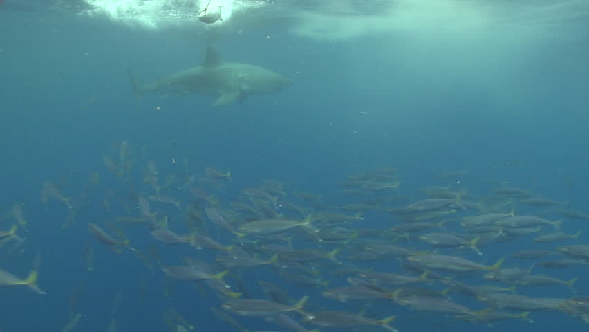 A Great White Shark rapidly chases bait in front of a camera off the coast of Guadalupe, Mexico. Carcharodon carcharias, or the white shark, is the most talked about shark in the ocean.  Royalty-Free Stock Footage #18537584