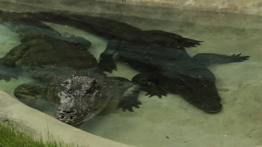 Alligators at the zoo