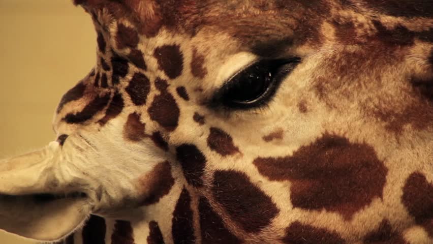 A closeup of an African giraffe's head